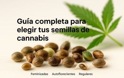 Guía Completa: Cómo Elegir la Semilla de Cannabis Perfecta