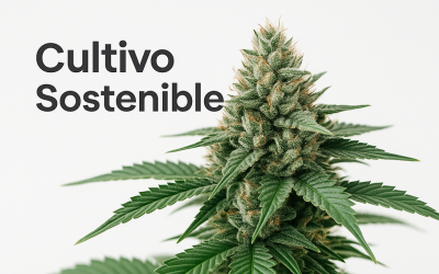 Cultivo sostenible: Cómo producir cannabis de forma ecológica y respetuosa con el medio ambiente