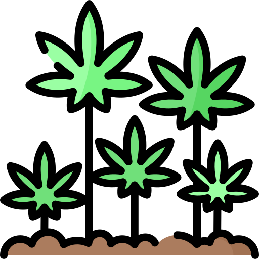 cultivo FLOR